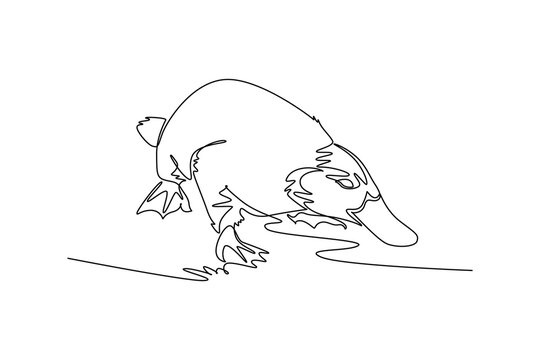 Single continuous line drawing wild platypus foraging near the water with its head bent downward, showing its bill, webbed feet, paddle tail. Dynamic one line draw graphic design vector illustration