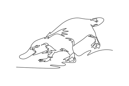 Single continuous line drawing wild platypus gliding gracefully into the water, highlighting its wide duck bill, paddle-like beaver tail, webbed feet. One line draw graphic design vector illustration