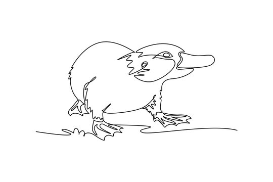 Single continuous line drawing wild platypus walking alertly along the ground near water. Its characteristic duck bill, webbed feet, and rounded body. One line draw graphic design vector illustration