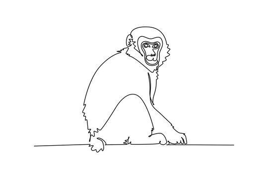 Single one line drawing fluffy Japanese macaque or snow monkey resting on the forest ground while looking directly forward, its expressive face. Continuous line draw design graphic vector illustration