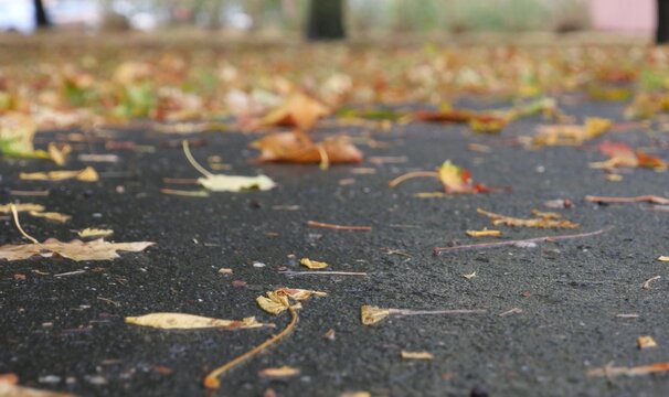 Fallen autumn leaves on an asphalt path