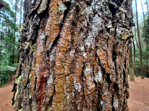 Close-up of pine tree bark texture in the forest