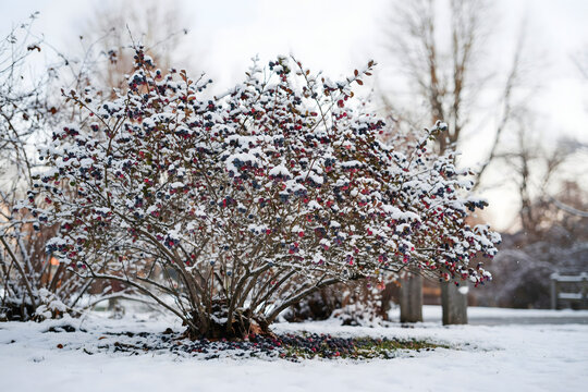 Isolated winter bush with snow covered red berries for holiday graphics