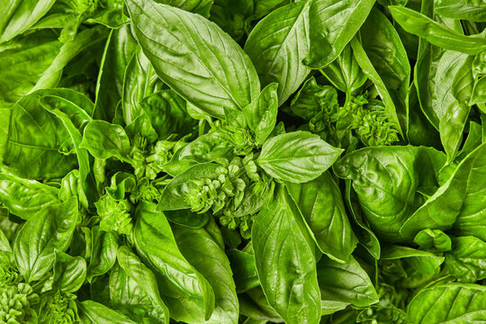 Fresh basil leaves and flower buds, close up