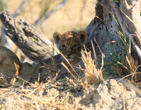 6 week old Lion Cub lit by natural sunlight, while resting next to a tree, with clear view of it's face. Hwange National Park, Zimbabwe