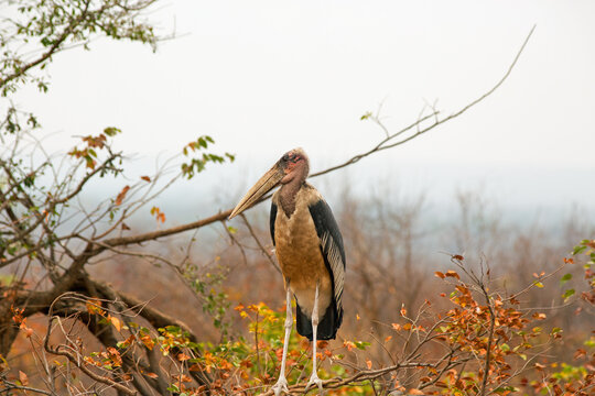 Full Body of a Maribou Stork, standing on a branch with good detail, of whole body. Victoria Falls National Park, Zimbabwe,