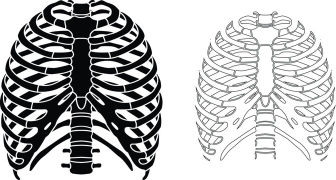 Black and white illustration of human rib cage anatomy