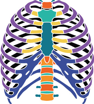 Colorful diagram of human rib cage and thoracic spine