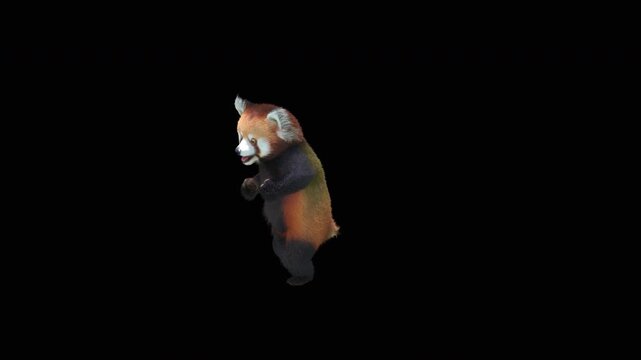 Cute 3D animated red panda dancing rumba with alpha channel. Cartoon animal character isolated for compositing, motion graphics, video editing, and digital content creation.