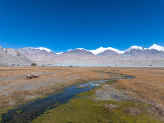 Fototapeta premium wetland grassland and snow mountains in Pamir Plateau