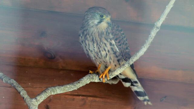 Kestrel falcon perched branch turning head. Closeup bird prey yellow talons.