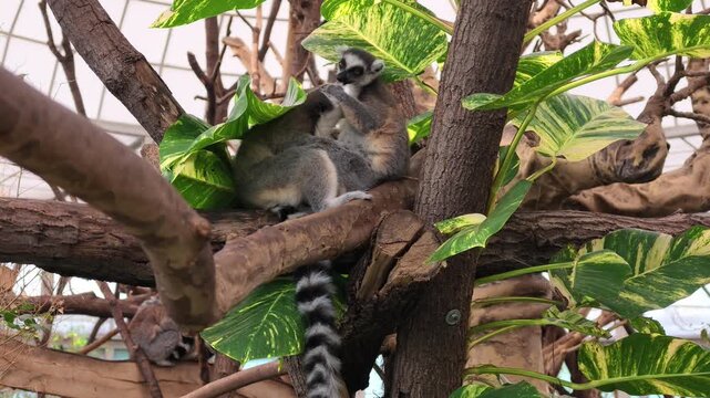 Ring-tailed lemurs resting together among tree branches and lush variegated foliage in a tropical habitat