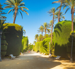 View of sculpted topiary trees and palm-lined pathways in Genoves Park, Cadiz. © rastkobelic
