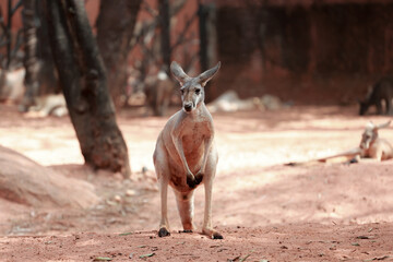 Red Kangaroo Standing on Red Sand Looking at Camera, Iconic Australian Marsupial Full Body Front View © pumppump