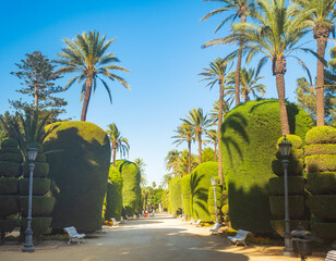 View of sculpted topiary trees and palm-lined pathways in Genoves Park, Cadiz. © rastkobelic