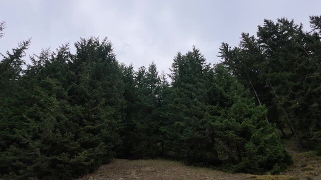dense stand of picea omorika serbian spruce in rugova forest peja kosovo video
