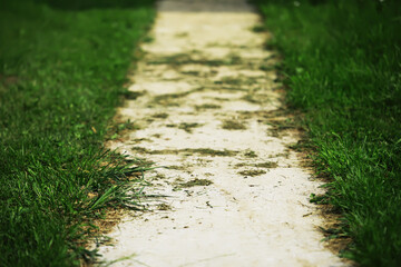 Fototapeta premium Narrow Concrete Pathway Through Lush Green Grass in a Peaceful Outdoor Setting