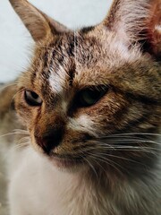 close up of a cat © Deni