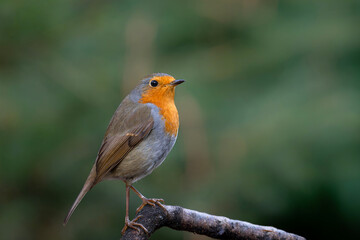 Obraz premium European Robin (Erithacus rubecula) searching for food in the forest of the Netherlands. 