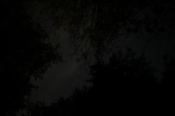 Fototapeta premium Serene Night Sky View Through Forest Canopy Illuminated by Stars