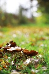 Naklejka premium Wild Autumn Mushrooms in Sunlit Forest Meadow with Fallen Leaves and Blurred Background