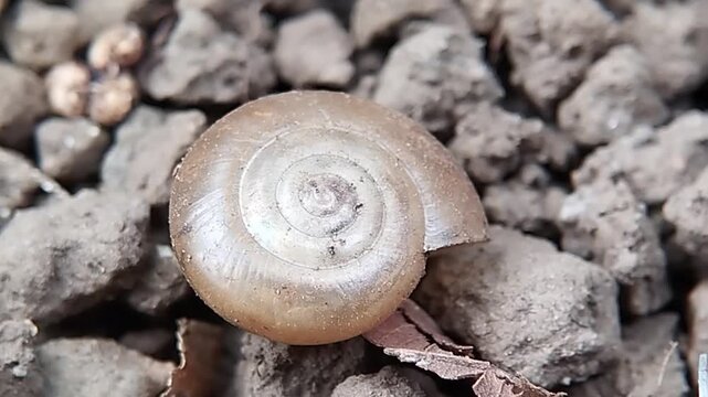 A tiny, empty snail shell on dry, textured ground.