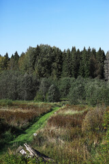 Naklejka premium Lush Forest Path in a Scenic Countryside Landscape with Clear Blue Sky