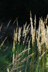 Naklejka premium Golden Sunlit Grasses in Natural Landscape with Dark Background
