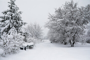 Fototapeta premium Snow-Covered Park Pathway with Benches and Frosty Trees in Winter Wonderland Scene