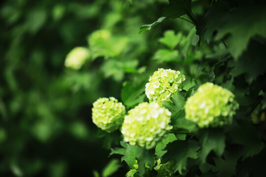 Vibrant Green Hydrangea Blooms Amidst Lush Foliage in a Natural Garden Setting
