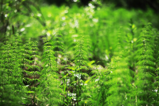 Lush Green Ferns in a Sunlit Forest Clearing