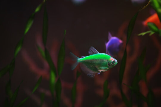 Vibrant Green Fish Swimming Among Aquatic Plants in a Dark Aquarium