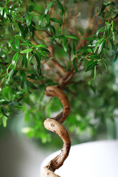 Twisting Bonsai Tree Focused on Curved Trunk and Lush Green Foliage