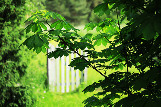 Lush Green Foliage Framing a Sunlit Garden Scene with White Fence in the Background