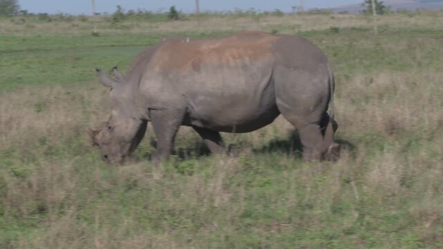 solitary southern white rhino grazing and walking through a grassy meadow plain within an open wildlife sanctuary during daylight