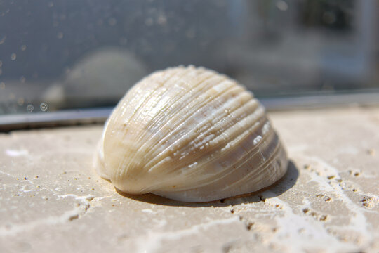 Macro photograph of a smooth ivory seashell on a pale stone sill