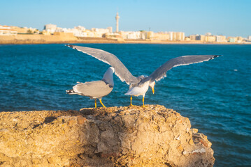 Photo of two seagulls on rock next to the Atlantic ocean on coastline of Cadiz © rastkobelic