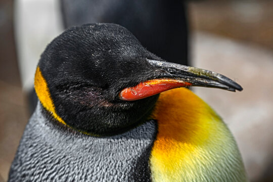 King penguin`s head. Latin name - Aptenodytes patagonicus