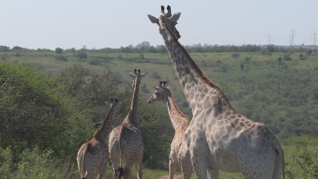 south african giraffes walking along a rural dirt road overlooking expansive green hills and valleys in a wildlife game reserve