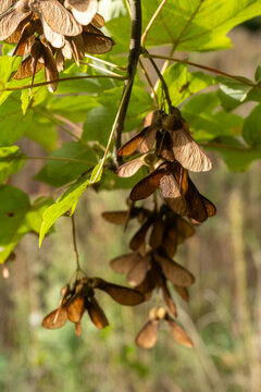 Mature maple seeds hang from branches in a forest during daytime