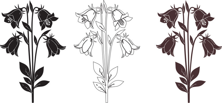 Set of three campanula bluebell flower illustrations in outline silhouette and solid color variations