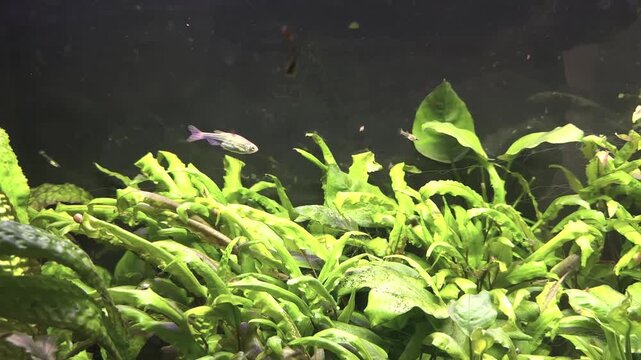 Aquatic plant tank with small fish swimming among green leaves