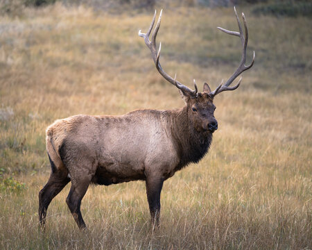 Elk on the prowl during the rut in Colorado