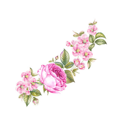 Watercolour botanical illustration.