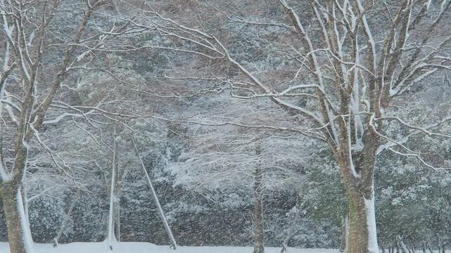 冬の朝の大雪が降る公園の雪景色