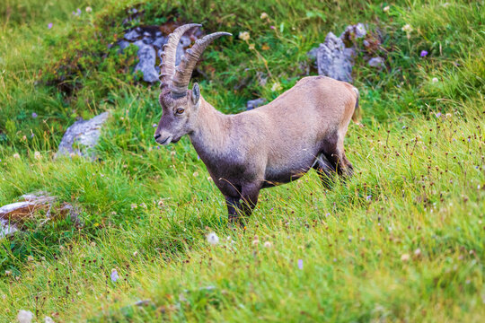 Steinbock - Alpen - Allg&auml;u - Alpensteinbock - wild