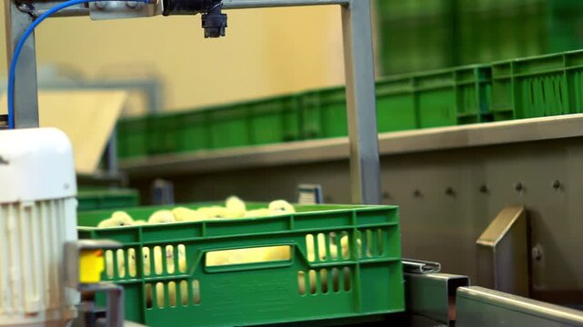 Green crate chicks moving conveyor line. Poultry hatchery factory automation.