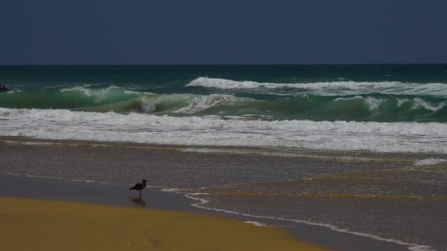 lonely seagull looking for crabs on the beach
