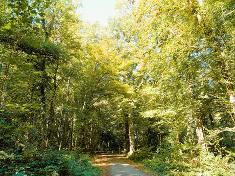 Hiking around Lake Michelbach northwest of Mulhouse in the Haut-Rhin. Natural and wooded areas crossing Birkenwald, Ernweiler and Oberstitwald along the southern shore