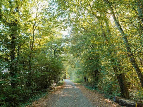 Ridge path along the south shore of Lake Michelbach in the municipality of Aspach-Michelbach. Shaded passage through the Birkenwald forest area  